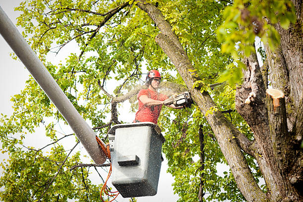 Palm Tree Trimming in Mannford, OK